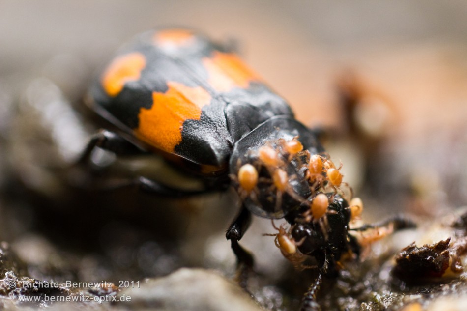 Zecken auf Maikäfer