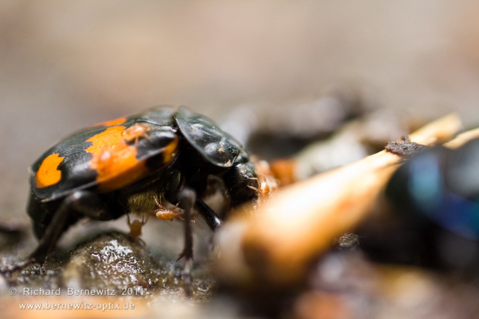 Zecken auf Maikäfer