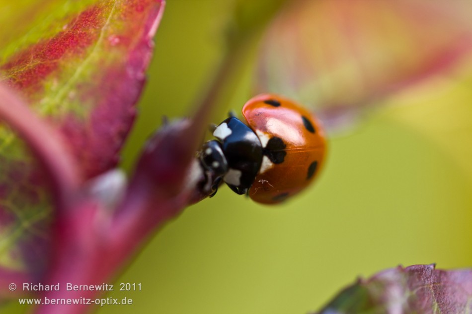 Marienkäfer