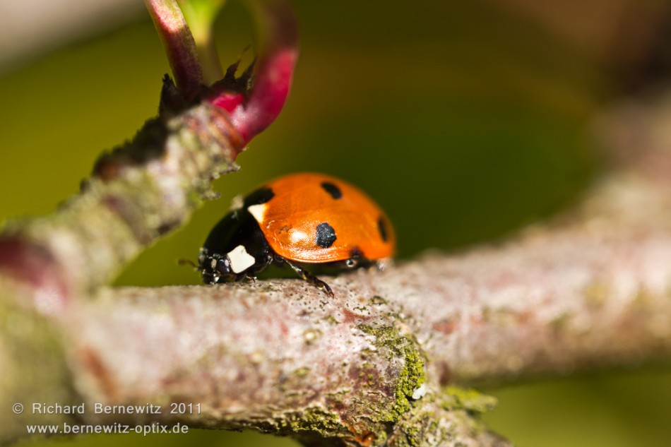 Marienkäfer