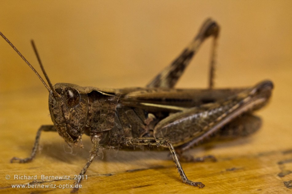 Heuschrecke