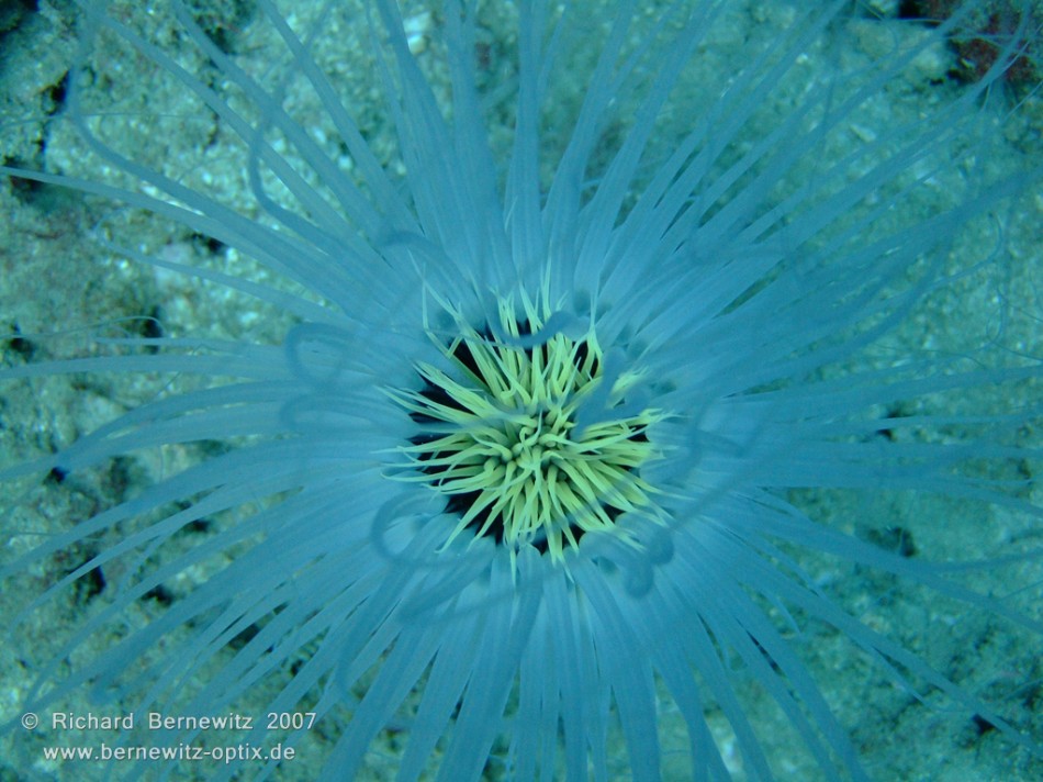 Anemone