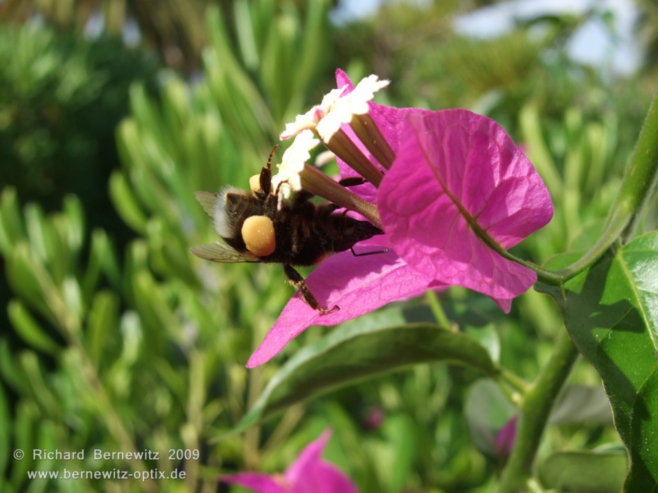 Blütenbeladene Hummel
